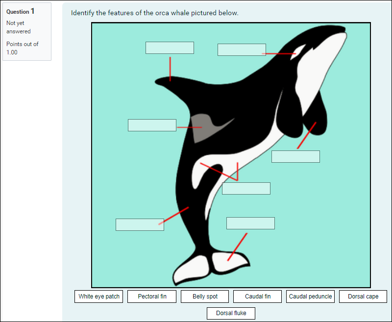Drag and Drop onto Image Question Type